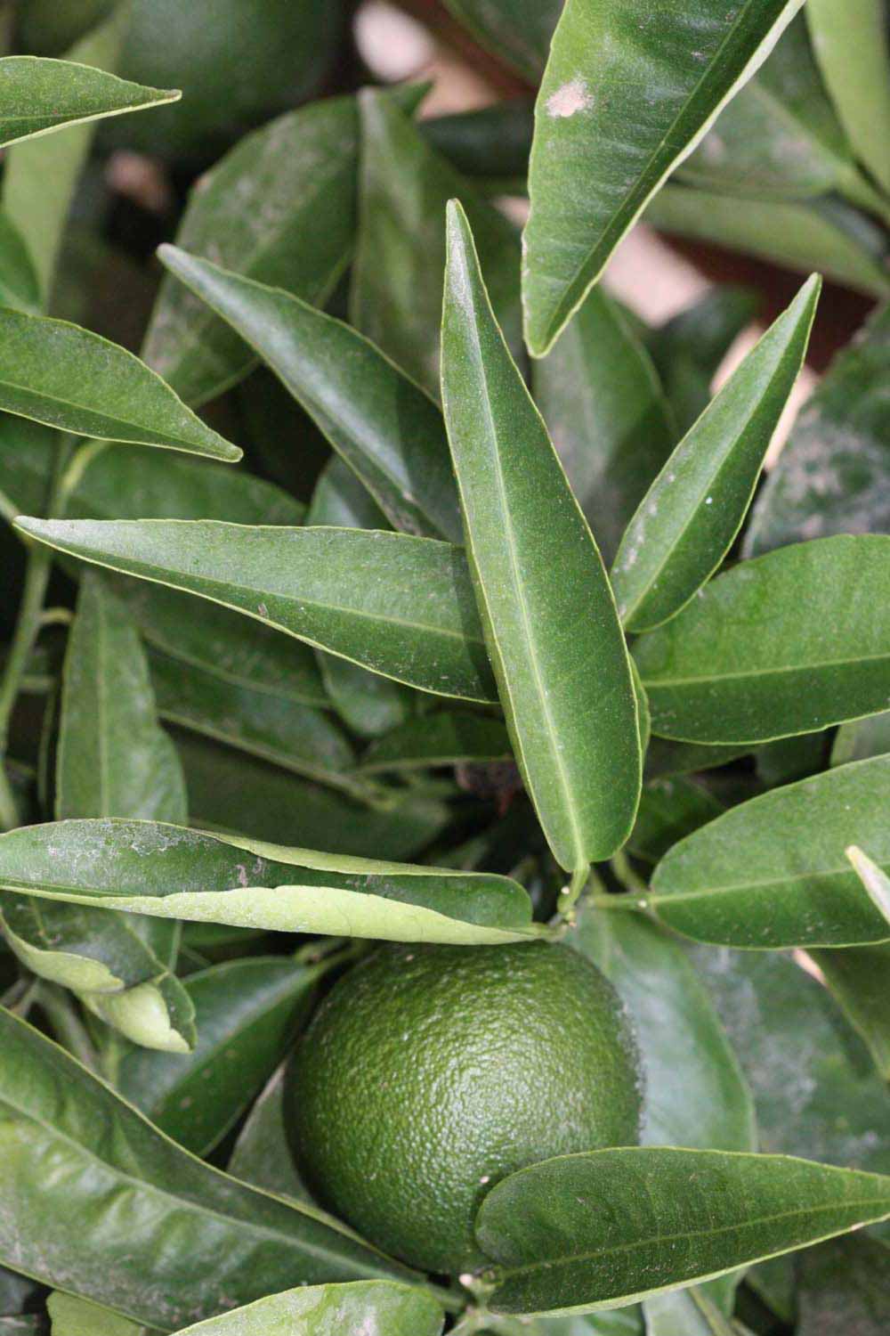              Unifoliolate leaf (Riverside, CA)       